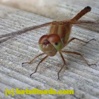 /home//u458753944/public_html/sourcegallery/////////////Insects and small critters/dragonflies and damselflies/P8110036.JPG